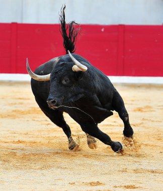 İspanyol bullring boğa