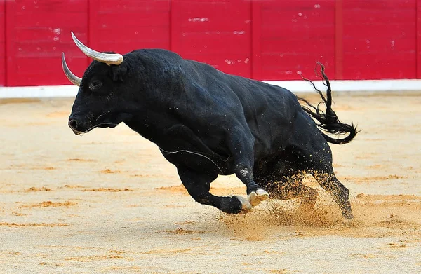 İspanyol bullring boğa