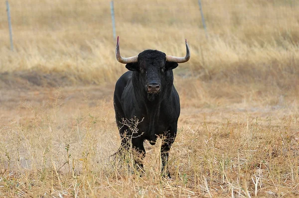 Bull in spanish bullring — Stock Photo, Image