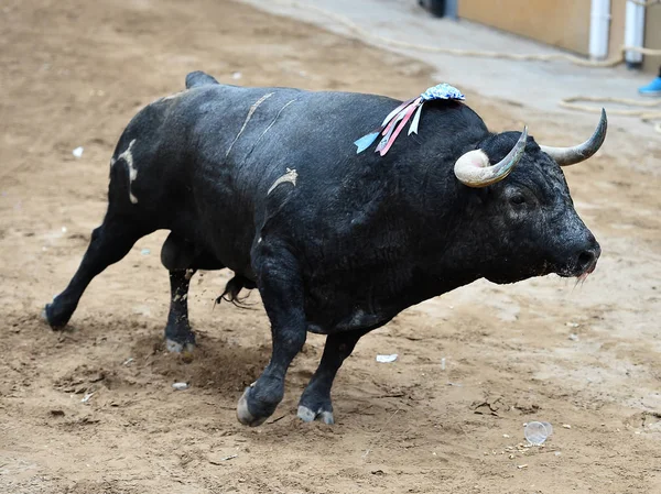 Bulle in Spanien mit großen Hörnern — Stockfoto