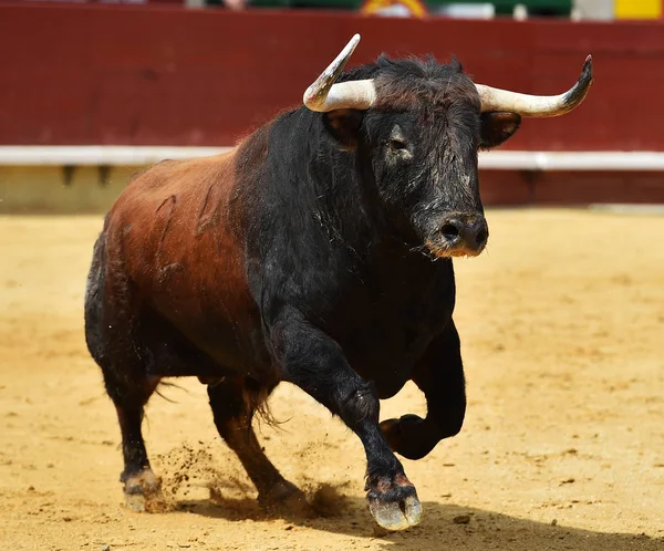 Tjuren i Spanien med stora horn — Stockfoto