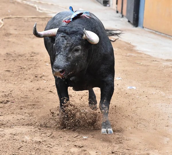 Bull in spain with big horns — Stock Photo, Image