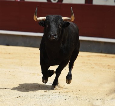 İspanyol boğa Arena içinde çalışan