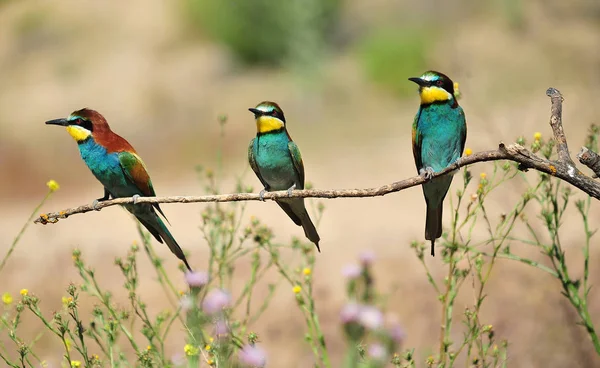 bee eater with colors feathers