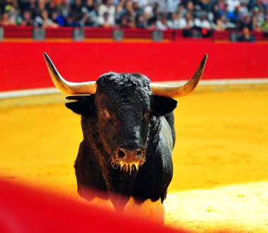 ile büyük boynuzları boğa