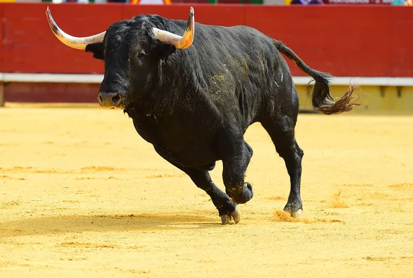 Touro na espanha — Fotografia de Stock