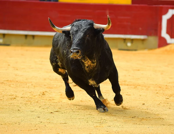 Toro en España —  Fotos de Stock