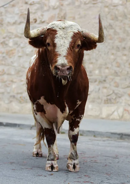 Toro grande español — Foto de Stock