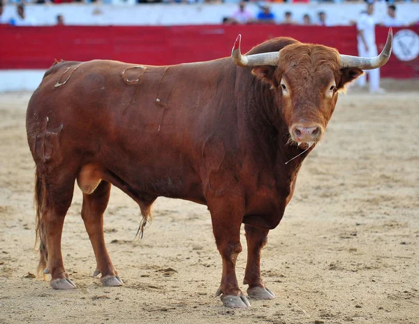 Touro na espanha — Fotografia de Stock