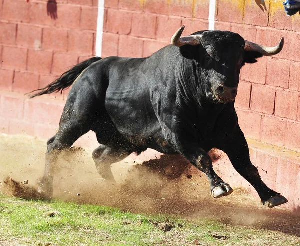 Tjuren i Spanien — Stockfoto