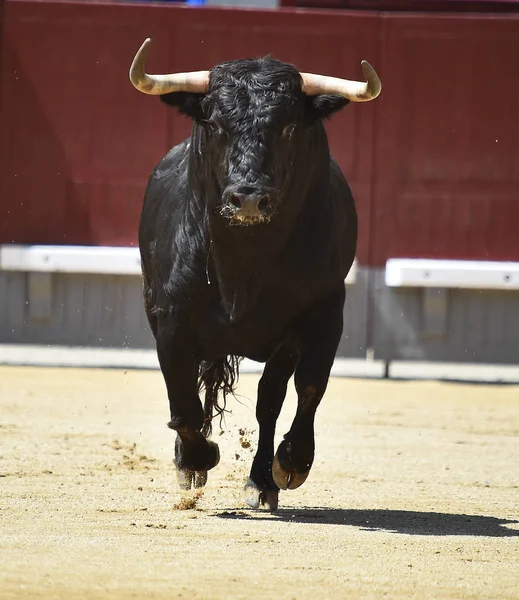 Byk w Hiszpanii — Zdjęcie stockowe