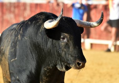 Büyük boynuzları olan güçlü boğa ringde
