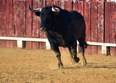 Büyük boynuzları olan güçlü boğa ringde