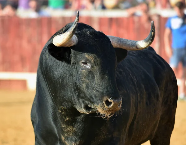 Starker Stier Der Stierkampfarena Mit Großen Hörnern — Stockfoto