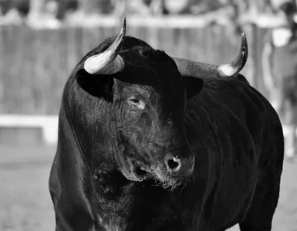 Starker Stier Der Stierkampfarena Mit Großen Hörnern — Stockfoto