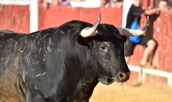 Starker Stier Der Stierkampfarena Mit Großen Hörnern — Stockfoto