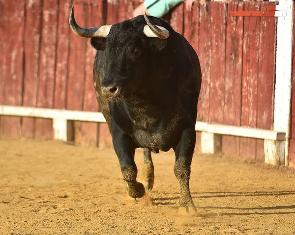 Toro Fuerte Plaza Toros Con Cuernos Grandes — Foto de Stock