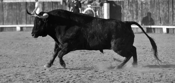 Starker Stier Der Stierkampfarena Mit Großen Hörnern — Stockfoto