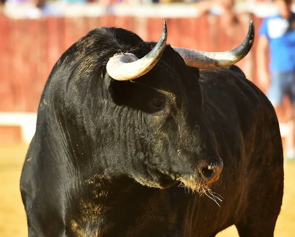 Strong Bull Bullring Big Horns — Stock Photo, Image