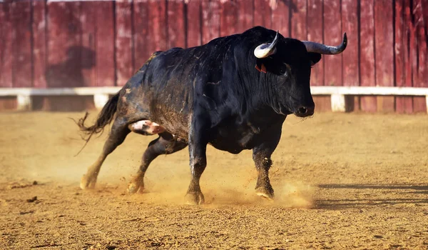 Strong Bull Bullring Big Horns — Stock Photo, Image