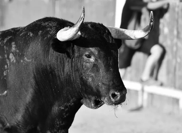 Erős Bika Ringben Nagy Szarvakkal — Stock Fotó