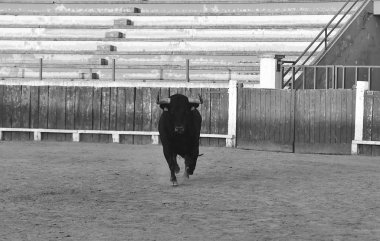 İspanya 'da boynuzlu siyah boğa