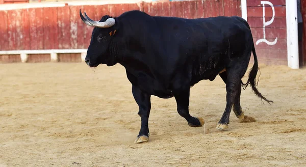 Touro Preto Com Chifres Grandes Espanha — Fotografia de Stock