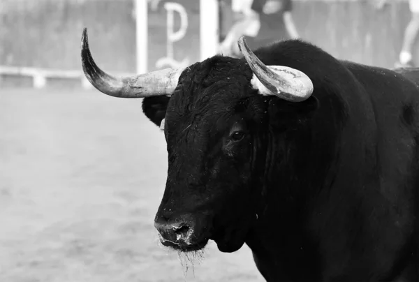 Toro Nero Con Grandi Corna Spagna — Foto Stock