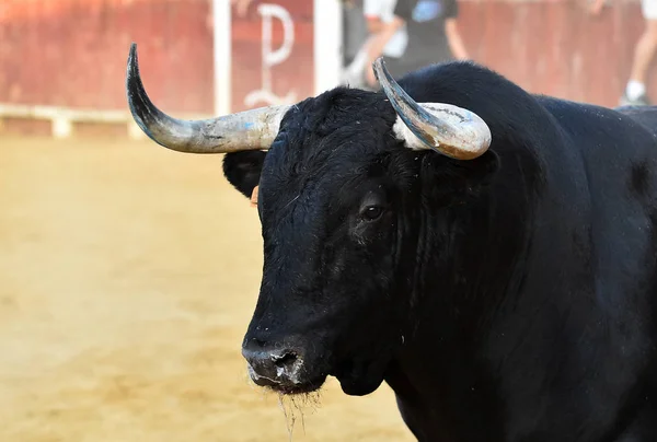 Черный Бык Большими Рогами Испании — стоковое фото