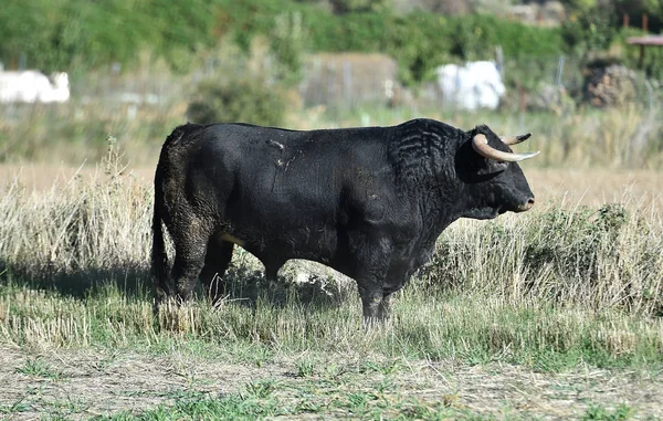 Toro Spettacolo Sulla Spagna — Foto Stock
