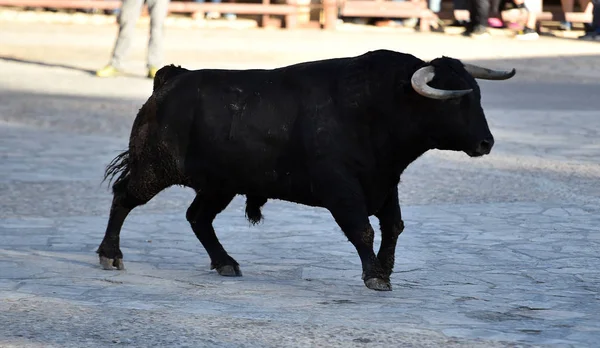 Toro Espectáculo España — Foto de Stock