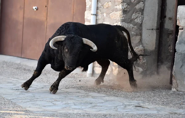 Bull Spektakel Spanje — Stockfoto