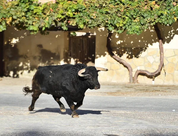 Touro Espetáculo Espanha — Fotografia de Stock