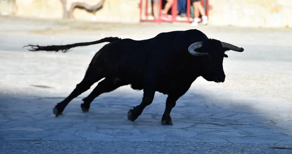 Bull Specle Spain — Stock fotografie