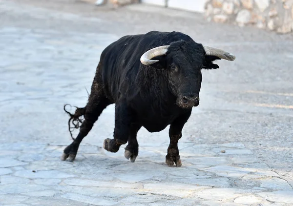 Toro Spettacolo Sulla Spagna — Foto Stock