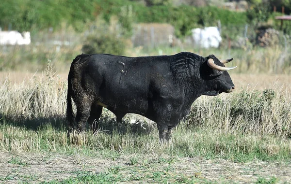 Bull Spectacle Spanyolországban — Stock Fotó