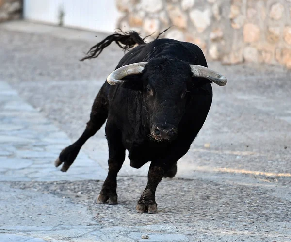 在西班牙奇观中的公牛 — 图库照片