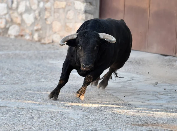 Bull Spektakel Spanje — Stockfoto