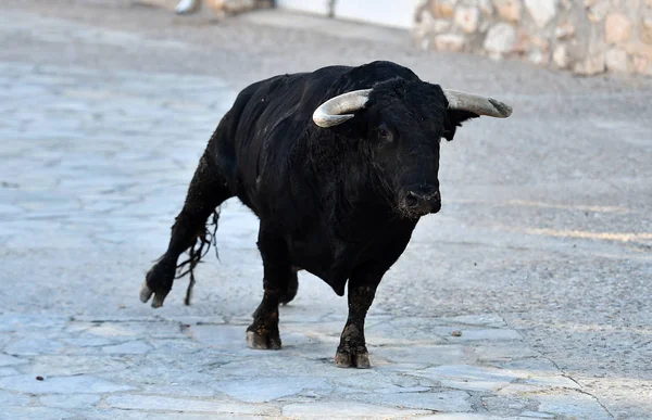 Bull Skådespel Spanien — Stockfoto