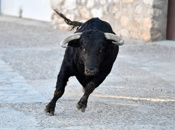 在西班牙奇观中的公牛 — 图库照片