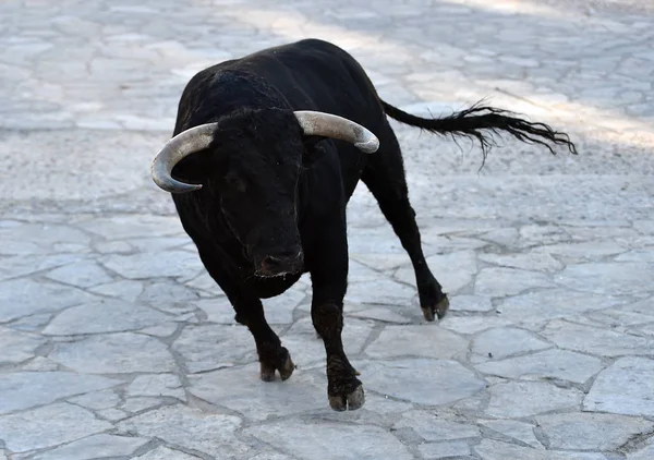 Taureau Spectacle Sur Espagne — Photo