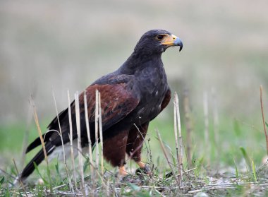 İspanyol gökyüzünde kartal