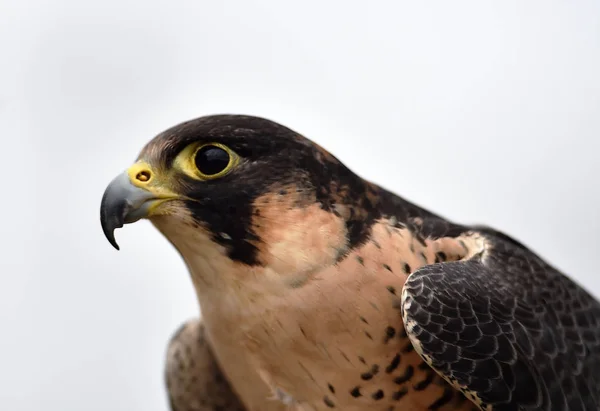 Falcão Peregrino Espanha — Fotografia de Stock