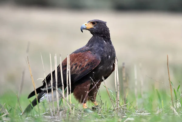 Águila Cielo Español — Foto de Stock