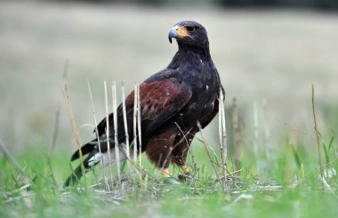 İspanyol tarlasında güzel kartal