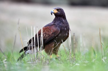 İspanyol tarlasında güzel kartal