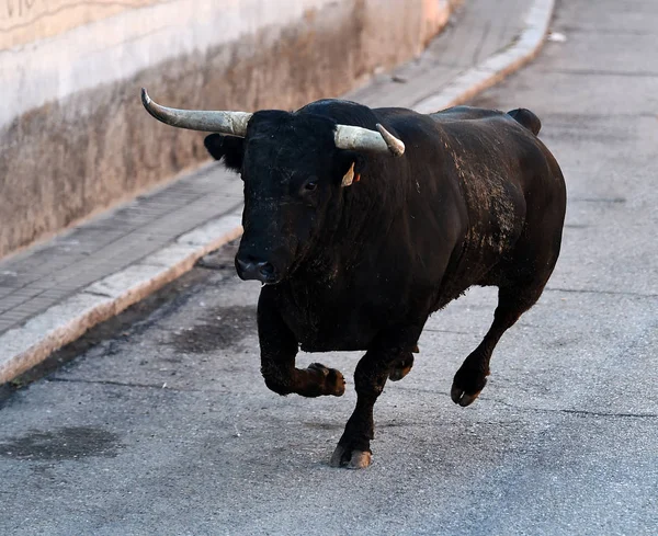 Black Bull Spain Traditional Spectacle — Stockfoto