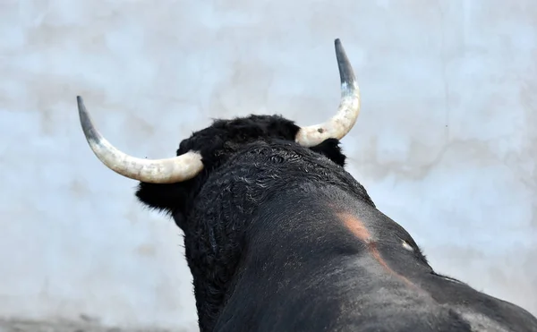 Fekete Bika Spanyolországban Hagyományos Látvány — Stock Fotó