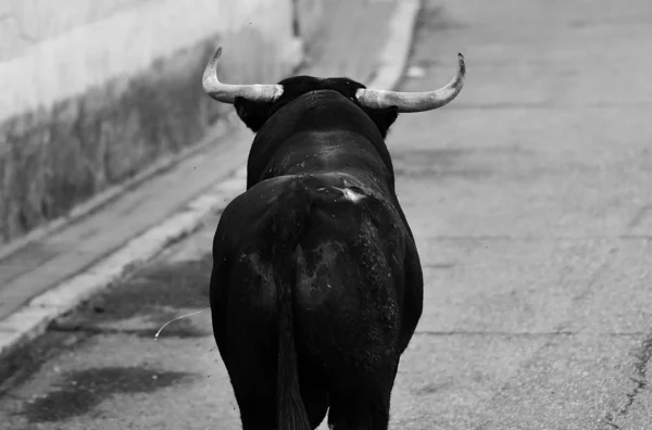 Fekete Bika Spanyolországban Hagyományos Látvány — Stock Fotó