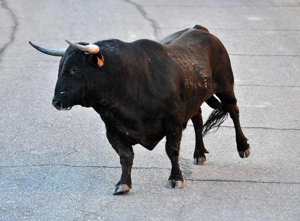 Toro Negro España Espectáculo Tradicional — Foto de Stock